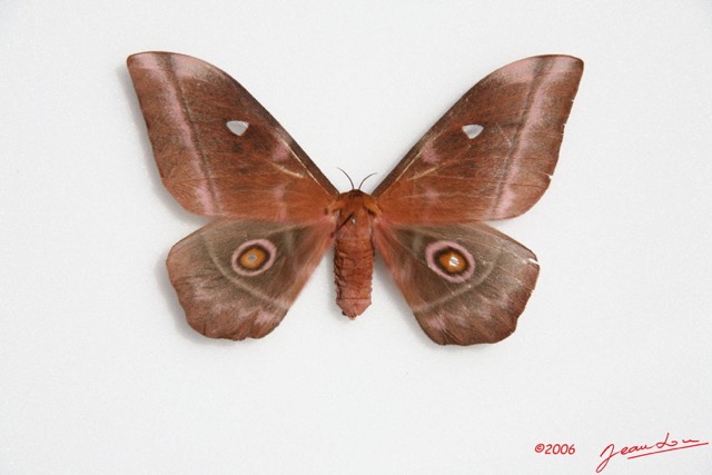 031 Heterocera (FD) Saturniidae Imbrasia obscura f IMG_0022WTMK.JPG