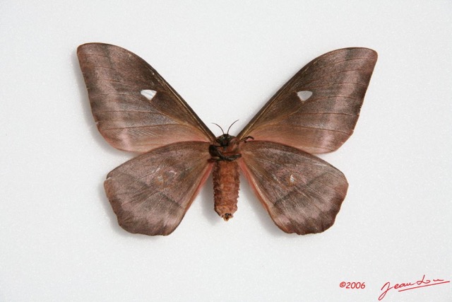 032 Heterocera (FV) Saturniidae Imbrasia obscura f IMG_0026WTMK.JPG