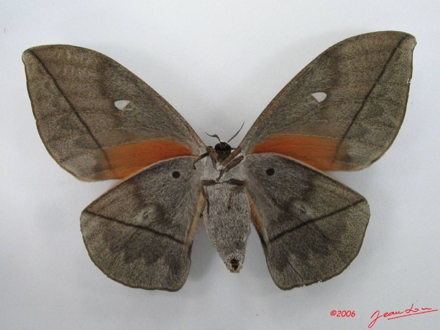 034 Heterocera (FV) Saturniidae Lobobunaea goodii IMG_4316WTMK.JPG