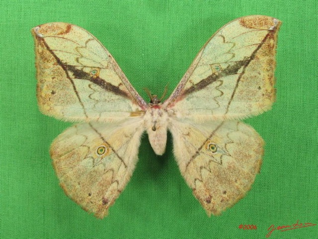 035 Heterocera (FD) Saturniidae Pselaphelia gemmifera m IMG_4328WTMK.JPG
