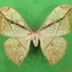 035 Heterocera (FD) Saturniidae Pselaphelia gemmifera m IMG_4328WTMK.JPG