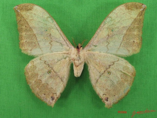 036 Heterocera (FV) Saturniidae Pselaphelia gemmifera m IMG_4329WTMK.JPG