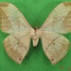 036 Heterocera (FV) Saturniidae Pselaphelia gemmifera m IMG_4329WTMK.JPG