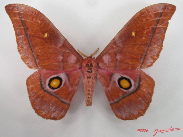 037 Heterocera (FD) Saturniidae Nudaurelia anthinoides m IMG_4353WTMK.JPG