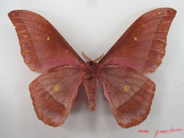 038 Heterocera (FV) Saturniidae Nudaurelia anthinoides m IMG_4354WTMK.JPG
