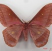 038 Heterocera (FV) Saturniidae Nudaurelia anthinoides m IMG_4354WTMK.JPG