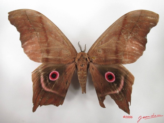 039 Heterocera (FD) Saturniidae Pseudimbrasia deyrollei m IMG_4367WTMK.JPG