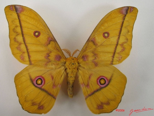 041 Heterocera (FD) Saturniidae Nudaurelia dione IMG_4369WTMK.JPG