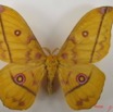 041 Heterocera (FD) Saturniidae Nudaurelia dione IMG_4369WTMK.JPG