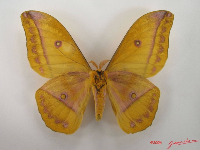 042 Heterocera (FV) Saturniidae Nudaurellia dione IMG_4370WTMK.JPG