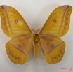 042 Heterocera (FV) Saturniidae Nudaurellia dione IMG_4370WTMK.JPG