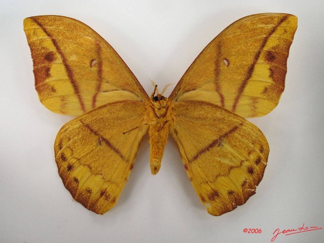 044 Heterocera (FV) Saturniidae Pseudantheraea imperator IMG_4389WTMK.JPG