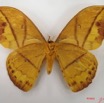 044 Heterocera (FV) Saturniidae Pseudantheraea imperator IMG_4389WTMK.JPG