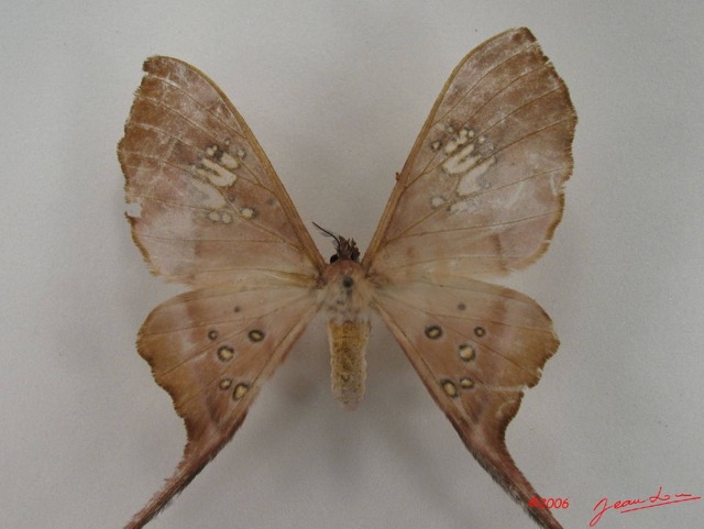 045 Heterocera (FD) Saturniidae Eudaemonia trogophylla f IMG_4428WTMK.JPG