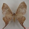 045 Heterocera (FD) Saturniidae Eudaemonia trogophylla f IMG_4428WTMK.JPG