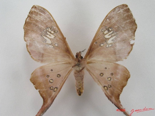 046 Heterocera (FV) Saturniidae Eudaemonia trogophylla f IMG_4429WTMK.JPG