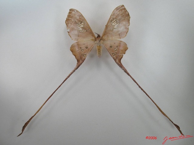 047 Heterocera (FD) Saturniidae Eudaemonia trogophylla f IMG_4426WTMK.JPG