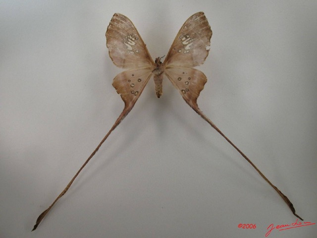 048 Heterocera (FV) Saturniidae Eudaemonia trogophylla f IMG_4430WTMK.JPG