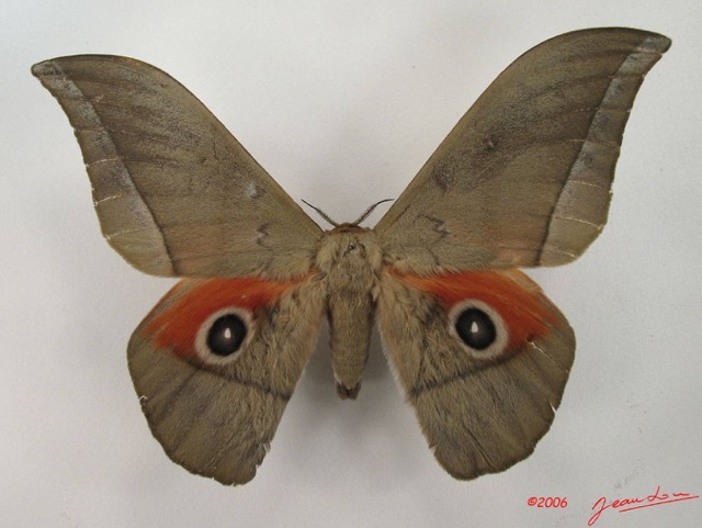 051 Heterocera (FD) Saturniidae Lobobunaea goodii IMG_4448WTMK.JPG
