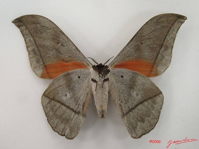 052 Heterocera (FV) Saturniidae Lobobunaea goodii IMG_4449WTMK.JPG
