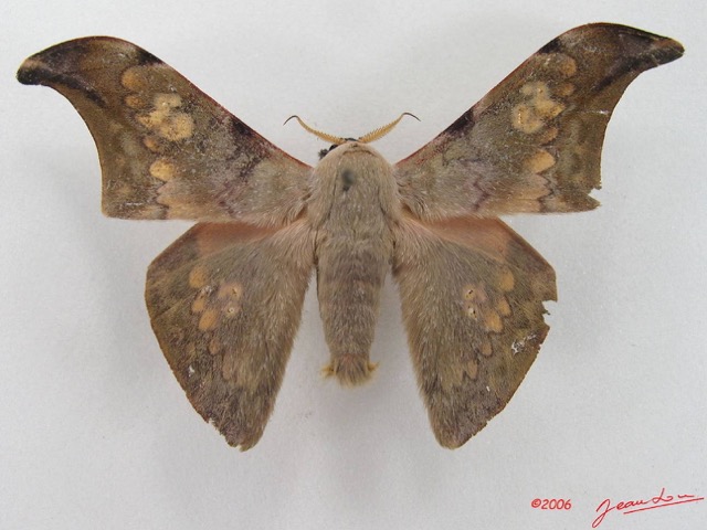 053 Heterocera (FD) Saturniidae Orthogonioptilum vestigiatum IMG_4458WTMK.JPG