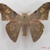 053 Heterocera (FD) Saturniidae Orthogonioptilum vestigiatum IMG_4458WTMK.JPG