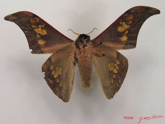054 Heterocera (FV) Saturniidae Orthogonioptilum vestigiatum IMG_4459WTMK.JPG