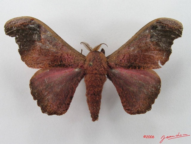 055 Heterocera (FD) Saturniidae Micragone neonubrifera IMG_4513WTMK.JPG