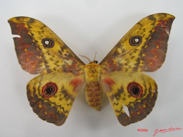057 Heterocera (FD) Saturniidae Aurivilius aratus f IMG_4525WTMKa.jpg