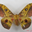 057 Heterocera (FD) Saturniidae Aurivilius aratus f IMG_4525WTMKa.jpg