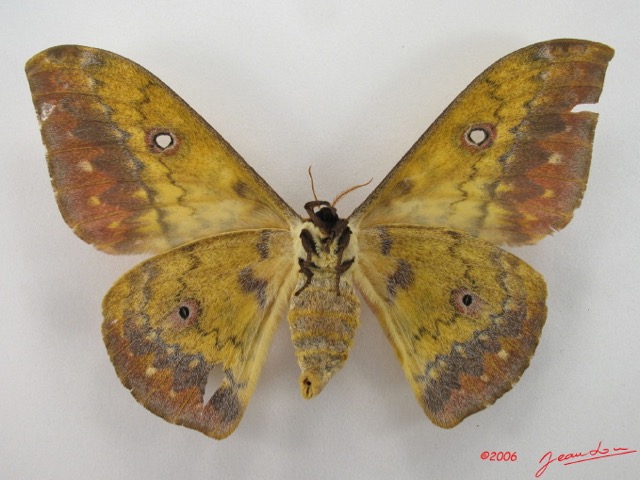 058 Heterocera (FV) Saturniidae Aurivilius aratus f IMG_4526WTMKa.jpg