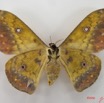 058 Heterocera (FV) Saturniidae Aurivilius aratus f IMG_4526WTMKa.jpg