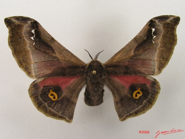 059 Heterocera (FD) Saturniidae Ludia tessmani f IMG_4845WTMKa.jpg