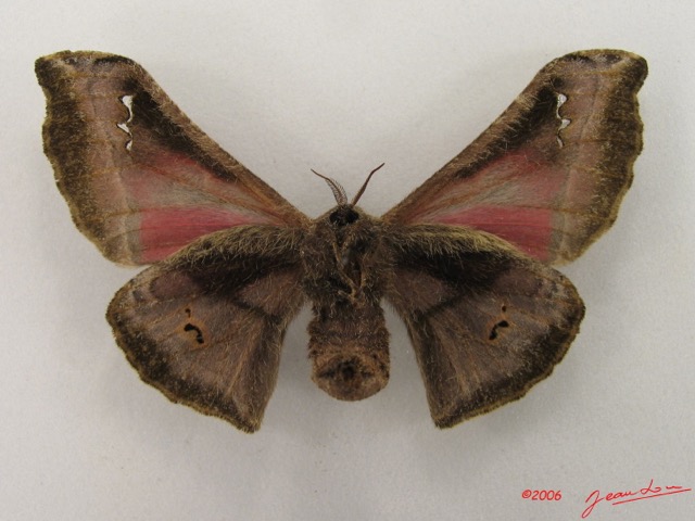 060 Heterocera (FV) Saturniidae Ludia tessmani f IMG_4846WTMKa.jpg