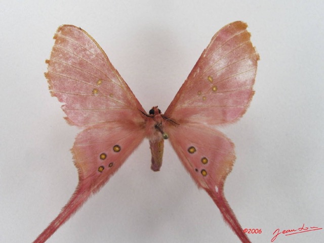 061 Heterocera (FD) Saturniidae Eudaemonia argus IMG_4550WTMK.JPG