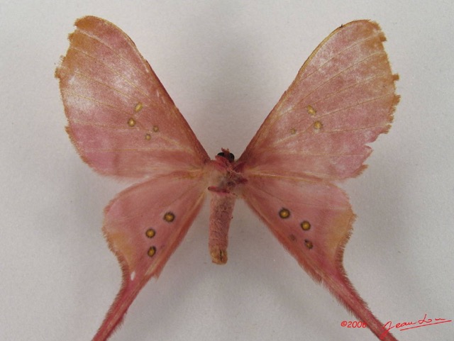 062 Heterocera (FV) Saturniidae Eudaemonia argus IMG_4552WTMK.JPG