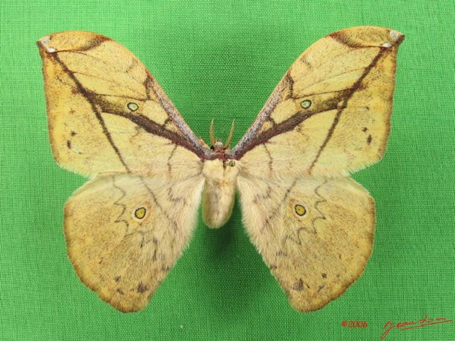 065 Heterocera (FD) Saturniidae Pselaphelia gemmifera IMG_4656WTMK.JPG