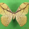065 Heterocera (FD) Saturniidae Pselaphelia gemmifera IMG_4656WTMK.JPG