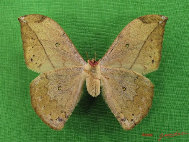 066 Heterocera (FV) Saturniidae Pselaphelia gemmifera IMG_4657WTMK.JPG