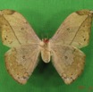 066 Heterocera (FV) Saturniidae Pselaphelia gemmifera IMG_4657WTMK.JPG