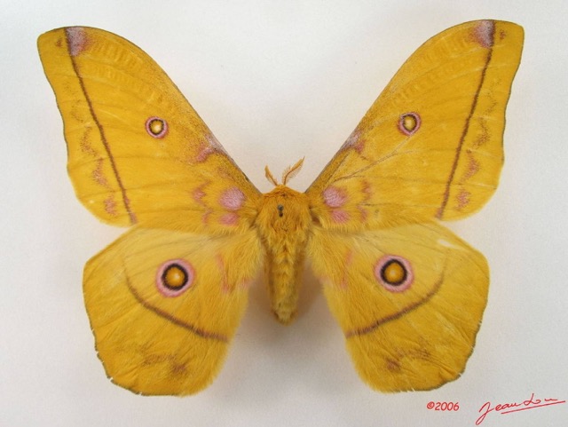 067 Heterocera (FD) Saturniidae Nudorellia dione m IMG_4699WTMK.JPG