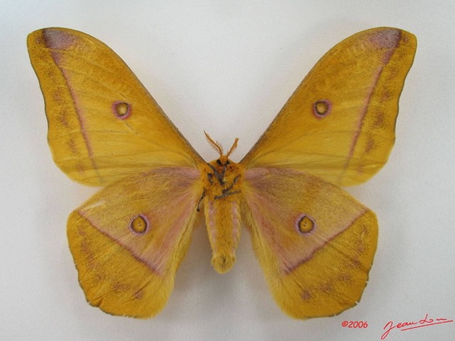 068 Heterocera (FV) Saturniidae Nudorellia dione m IMG_4701WTMK.JPG