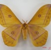 068 Heterocera (FV) Saturniidae Nudorellia dione m IMG_4701WTMK.JPG