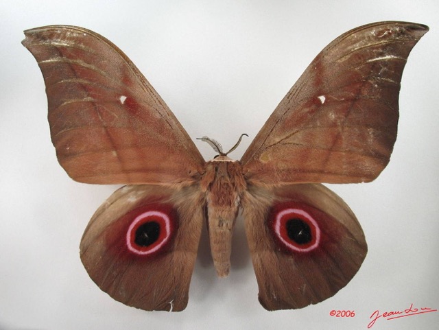 069 Heterocera (FD) Saturniidae Lobobunaea phaedusa m IMG_4703WTMK.JPG