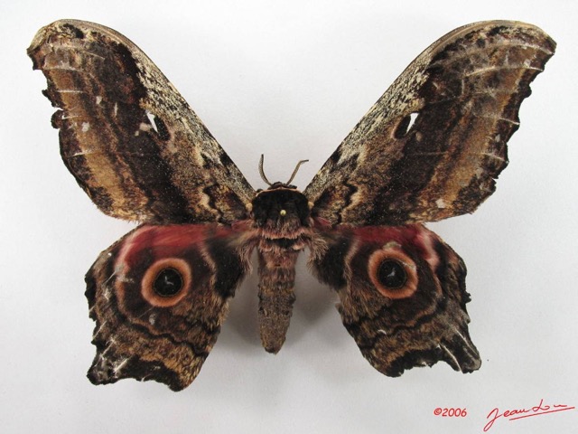 071 Heterocera (FD) Saturniidae Athletes ethra ogouensis m IMG_4882WTMK.JPG