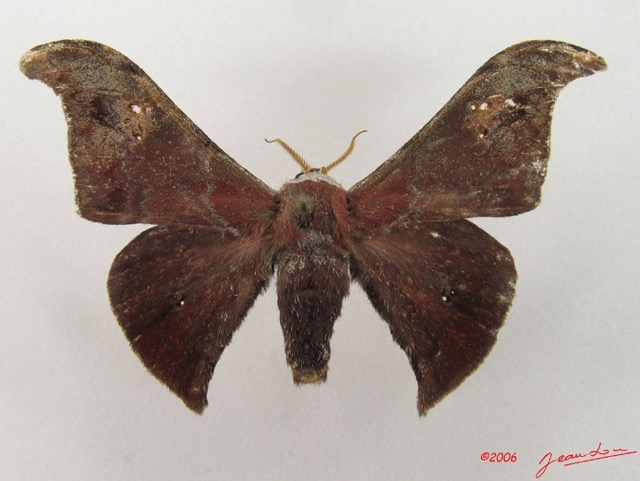 073 Heterocera (FD) Saturniidae Carnegia mirabilis m IMG_4909WTMK.JPG
