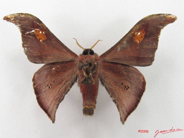 074 Heterocera (FV) Saturniidae Carnegia mirabilis m IMG_4910WTMK.JPG
