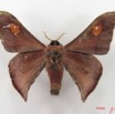 074 Heterocera (FV) Saturniidae Carnegia mirabilis m IMG_4910WTMK.JPG