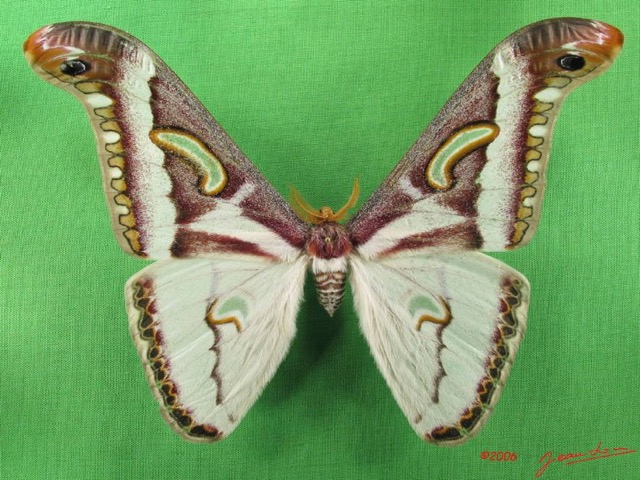 075 Heterocera (FD) Saturniidae Epiphora albida m IMG_4953WTMK.JPG