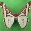 075 Heterocera (FD) Saturniidae Epiphora albida m IMG_4953WTMK.JPG